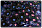 Green Skirt Pink Zoanthids